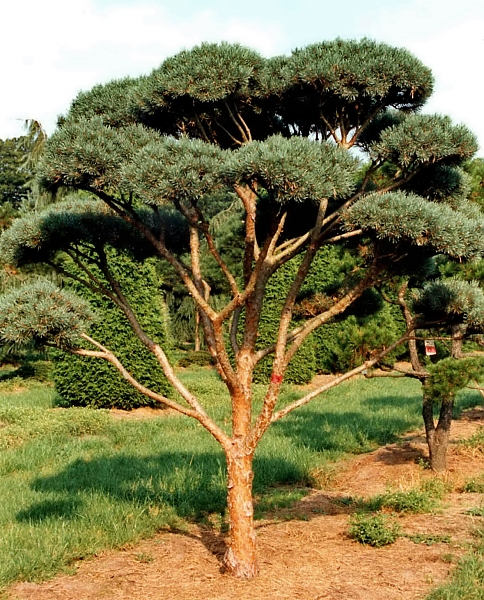 Pinus sylvestris Watereri