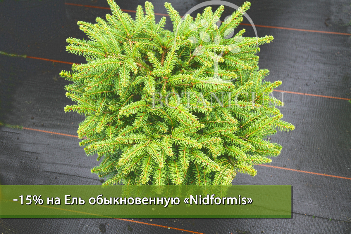 Ель Nidiformis